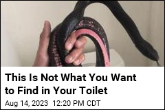 This Is Not What You Want to Find in Your Toilet
