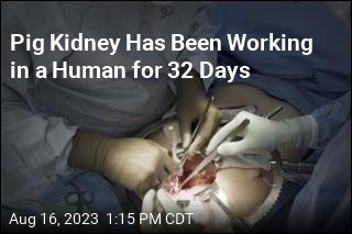 Pig Kidney Has Been Working in a Human for 32 Days