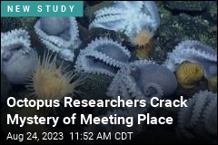 Octopuses Are Typically Solitary, Yet Thousands Gather Here