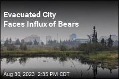 Bears Roam Streets of Evacuated City