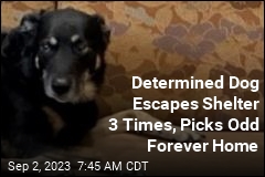 Determined Dog Escapes Shelter 3 Times, Picks Odd Forever Home