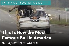 This Is Now the Most Famous Bull in America
