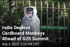 India Plans to Protect G20 With Cardboard Monkeys