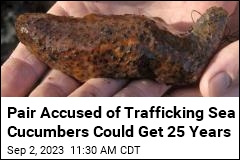 Pair Accused of Trafficking Sea Cucumbers Could Get 25 Years