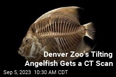 How a Denver Zoo Fish Got a CT Scan