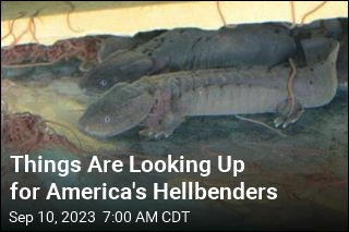Things Are Looking Up for America&#39;s Hellbenders