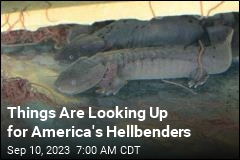 Things Are Looking Up for America&#39;s Hellbenders