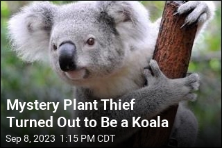 Koala Busted Raiding Plant Nursery