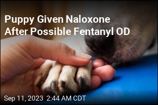 Puppy Given Naloxone After Possible Fentanyl OD
