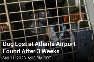 Dog Lost at Atlanta Airport Found After 3 Weeks