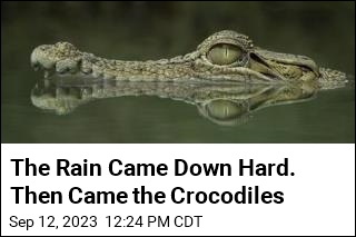 Too Much Rain Results in Dozens of Escaped Crocodiles