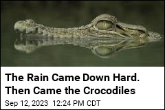 Too Much Rain Results in Dozens of Escaped Crocodiles