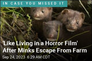&#39;Like Living in a Horror Film&#39; After Minks Escape From Farm