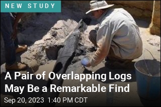 A Pair of Overlapping Logs May Be a Remarkable Find