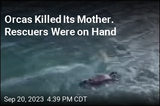 Orcas Killed Its Mother. Rescuers Were on Hand