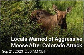 Locals Warned of Aggressive Moose After Colorado Attack