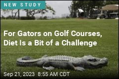 Golf Courses Are Messing With Gators&#39; Diets