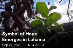 Symbol of Hope Emerges in Lahaina
