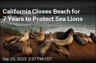 California Sea Lions Get 7-Year Break From Humans