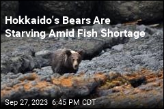 Hokkaido&#39;s Bears Are Starving Amid Fish Shortage