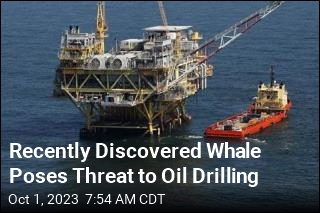 Recently Discovered Whale Poses Threat to Oil Drilling