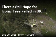 New Shoots Will Regrow From Beloved Tree Felled in UK