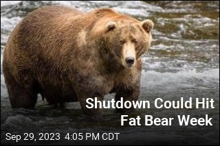Shutdown Could Hit Fat Bear Week