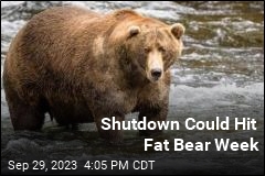 Shutdown Could Hit Fat Bear Week