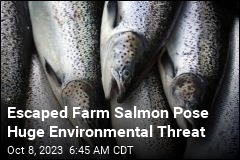 Escaped Farmed Salmon Are Endangering the Wild Kind