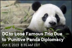 DC&#39;s Famous Panda Trio Will Soon Head Back to China