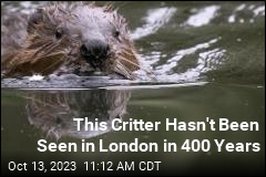 After 400 Years, Beavers Return to London
