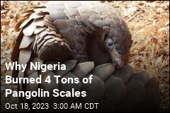 Why Nigeria Burned $1.4M Worth of Pangolin Scales