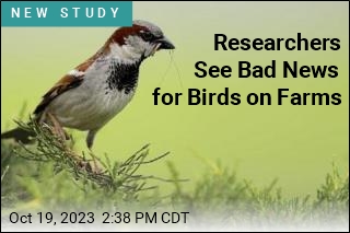 Researchers See Bad News for Birds on Farms