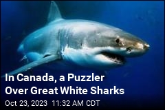 Great White Sharks Keep Washing Up in Canada