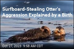 Surfboard-Stealing Otter&#39;s Aggression Explained by a Birth