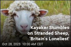 Kayaker Stumbles on Stranded Sheep, &#39;Britain&#39;s Loneliest&#39;