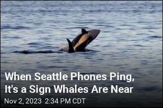 When Seattle Phones Ping, It's a Sign Whales Are Near