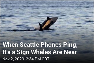 When Seattle Phones Ping, It&#39;s a Sign Whales Are Near
