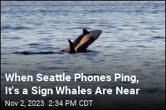 When Seattle Phones Ping, It&#39;s a Sign Whales Are Near