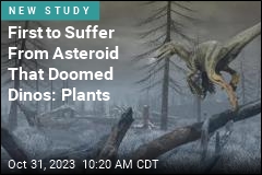 First to Suffer From Asteroid That Doomed Dinos: Plants