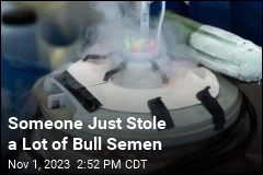 Someone Just Stole a Lot of Bull Semen