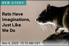 Rats Have Imaginations, Too