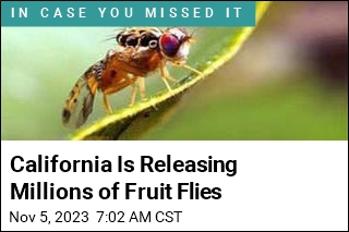 California Is Fighting Fruit Flies With Fruit Flies