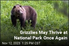 US Plans to Bring Grizzlies Back to National Park
