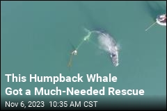 &#39;Hog-Tied&#39; Humpback Whale Gets a Rescue