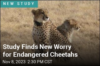 Study Finds New Worry for Endangered Cheetahs
