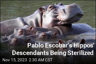 Colombia Begins Mass Hippo Sterilization Project