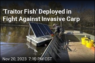 &#39;Traitor Fish&#39; Deployed to Stop Invasive Carp