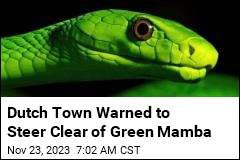 Dutch Town Warned to Steer Clear of Green Mamba