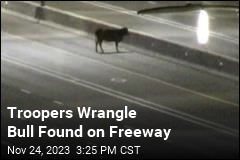 Runaway Bull Found on Phoenix Freeway